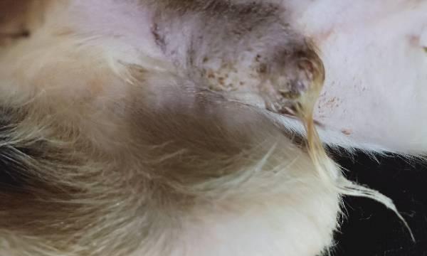 狗狗尿后带血，可能患有的疾病是什么？（了解母狗尿后带血的原因和治疗方法）
