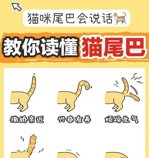 为什么不能随意抓猫尾巴？（探究猫尾巴的功能和保护猫的尊严）
