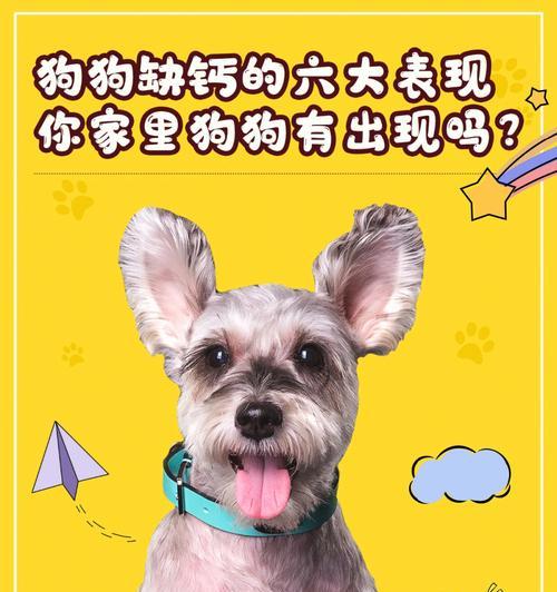 狗狗补锌的好处（为您的爱宠提供全面的营养保障）