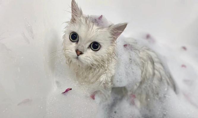 小猫洗澡的必备用品和步骤（了解如何给小猫洗澡，做到安全、舒适和有效）