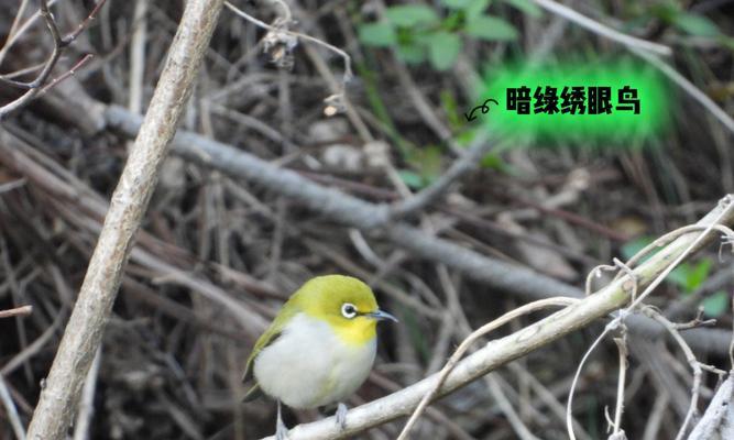 《以暗绿绣眼为主题的神秘之美》（揭开暗绿绣眼的奥秘，探寻自然界中的珍宝）