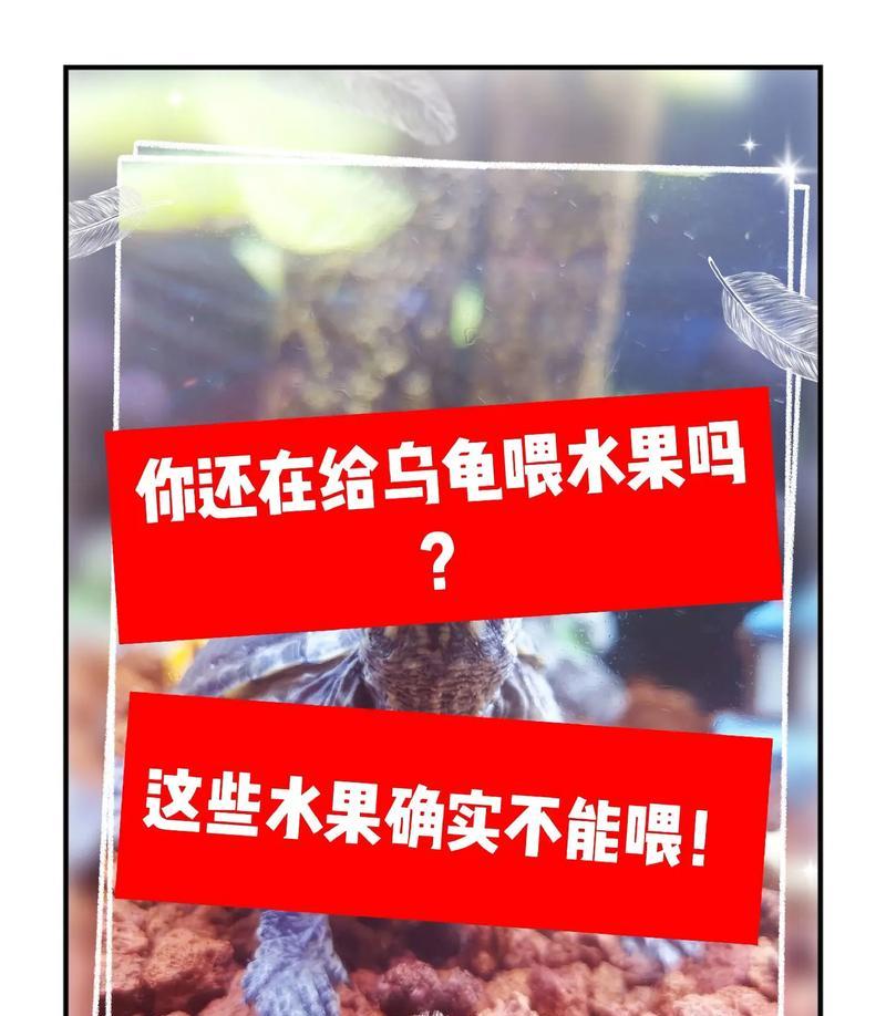 家养乌龟的饮食指南（家养乌龟的饮食要点及营养需求）