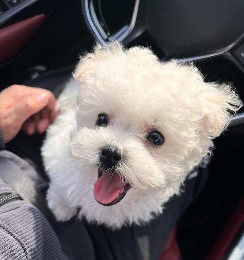 了解毛卷卷犬的特点与养护技巧（探索毛卷卷犬的可爱魅力，打造一个幸福的家）