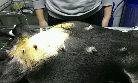 狗狗结扎的最佳时机（保护宠物健康的必要措施）