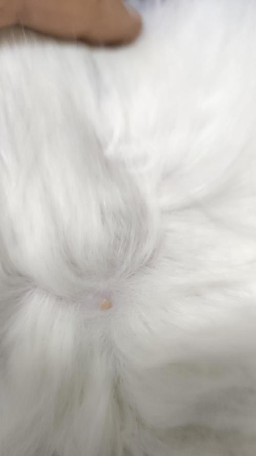 猫肉受损如何处理？（有效喷洒物品解决猫肉变质问题）