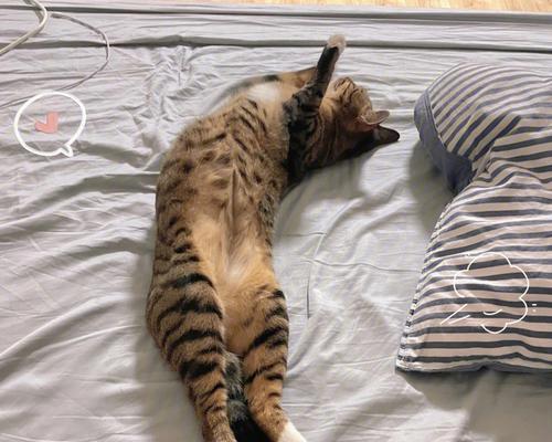 以猫咪强饲喂为主题的文章（探索合适的猫咪饮食计划）
