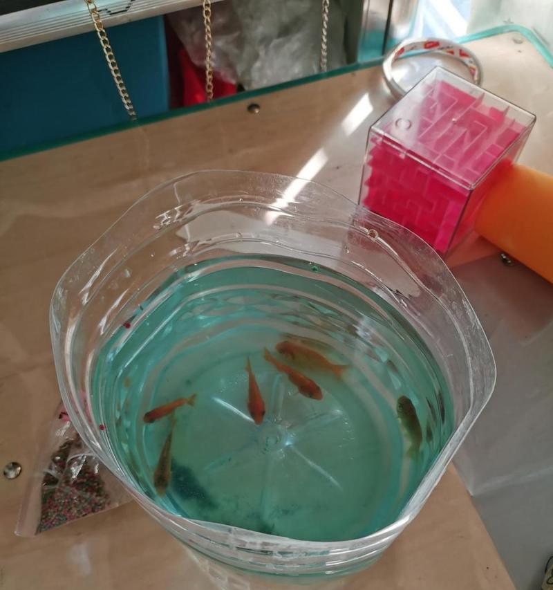 如何正确喂养小金鱼（关于小金鱼的营养需求和适宜食物选择）