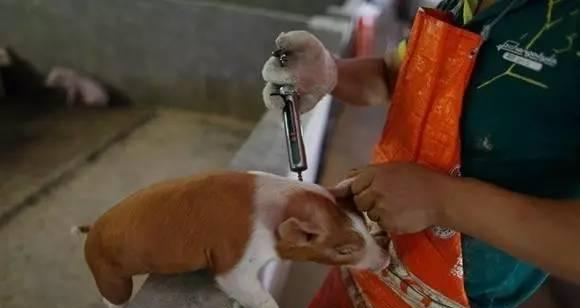 宠物肌肉针的原因及影响（探索为什么宠物需要肌肉针，了解宠物肌肉针的重要性）