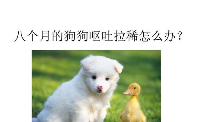 小狗吐了绿色的东西，可能有哪些原因？（探究小狗吐出绿色物质的原因与解决办法）