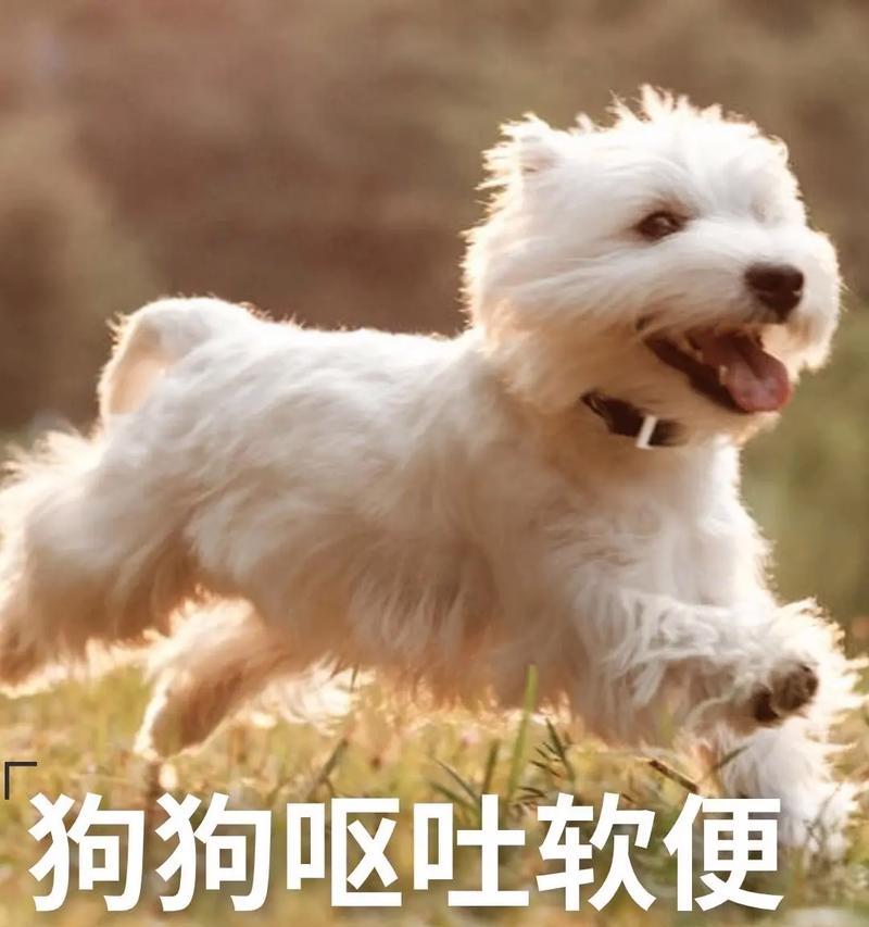 治疗狗细小吐吃的有效药物及使用方法（帮助狗犬摆脱细小病毒困扰的药物选择与注意事项）