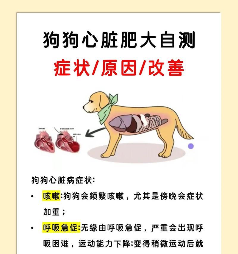 小狗咳嗽的原因及治疗方法（了解小狗咳嗽的常见原因和如何帮助他们康复）