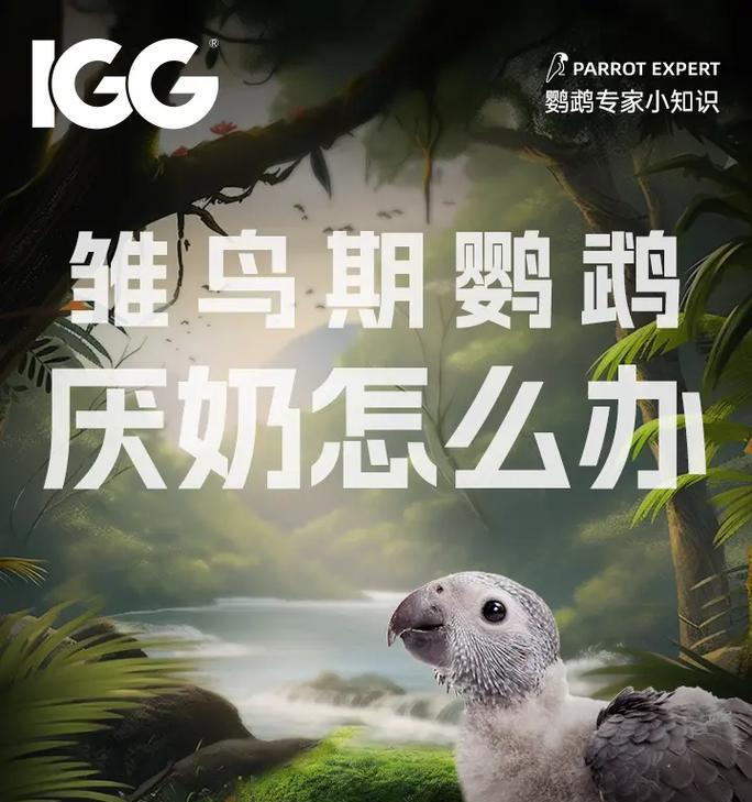 购买鹦鹉幼鸟的最佳时间（合适的时机选择健康活泼的新成员）