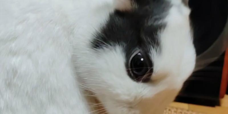 兔子用什么梳毛？（了解兔子梳毛的正确方法和工具选择）