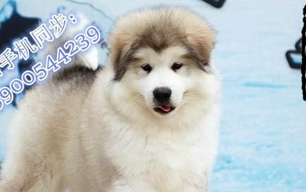 冰雪遗产——以阿拉斯加有泪痕（探寻阿拉斯加的冰川消融之谜）