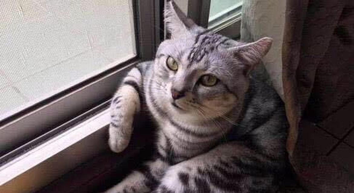 猫的绝育时间选择（提前了解，精确决策）