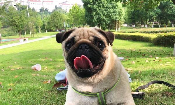以巴哥犬的磨牙习惯及解决方法（解密以巴哥犬磨牙行为，让你的家具免遭毁坏！）