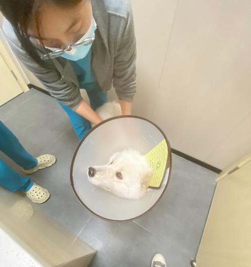 小狗有跳蚤怎么办？（识别跳蚤侵扰，保护小狗健康）