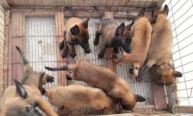 探寻马犬的神秘世界（一只马犬的精彩冒险与成长之旅）
