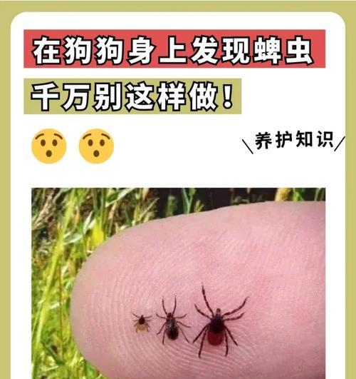 狗身上的蜱虫（一窥蜱虫的世界和它们在狗身上的生活）