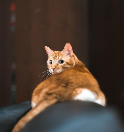 猫的眼睛（揭秘猫眼的独特特点，探寻其中的奥秘）