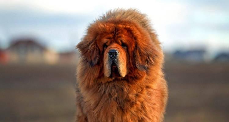 藏獒应该取什么名字？（为您揭秘最适合藏獒的名字选择原则与建议）