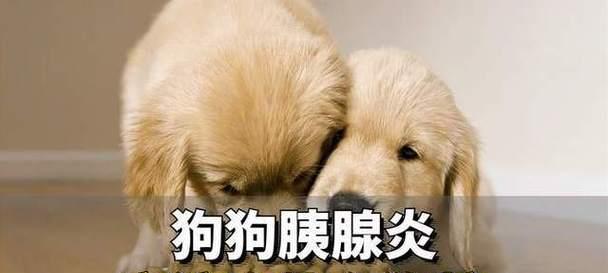 狗狗病后的营养需求（从饮食中恢复健康的关键）