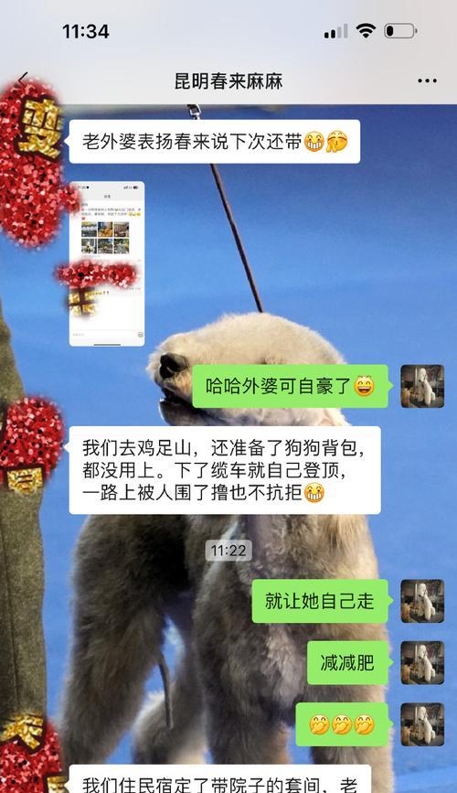 贝灵顿梗犬的饮食要求（营养均衡的饮食是健康的基础）
