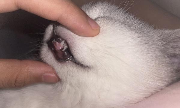 猫咪的牙齿生长与掉落周期（揭秘猫咪掉牙的神秘时刻）
