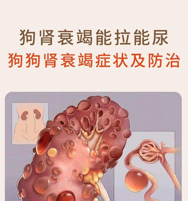 探讨狗狗拉尿的最佳时间（了解狗狗排尿习惯，让你的宠物更健康）
