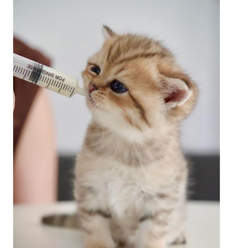月小猫日常歌食记（一月时间见证小猫成长之路）