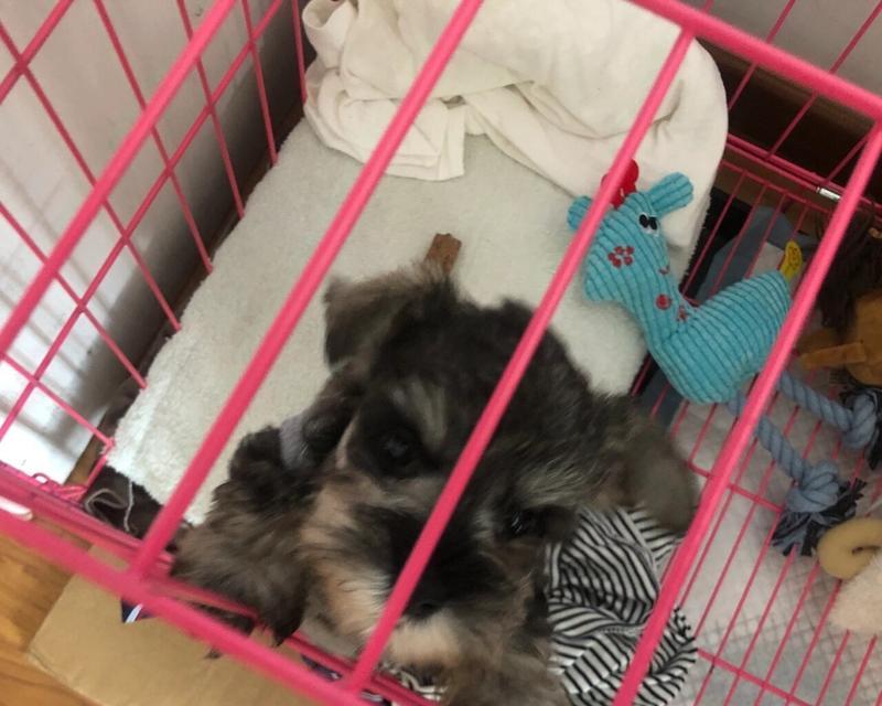初到家的幼犬雪纳瑞会表现出哪些症状？（了解幼犬雪纳瑞的常见表现，让它们更快适应新家）