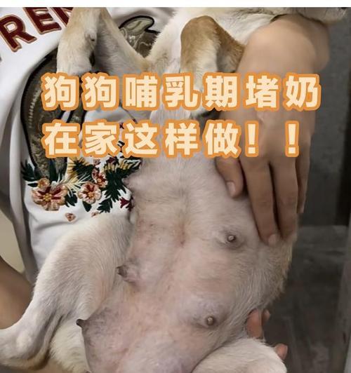 小奶狗的适宜食物选择（为你的小奶狗提供全面均衡的饮食）
