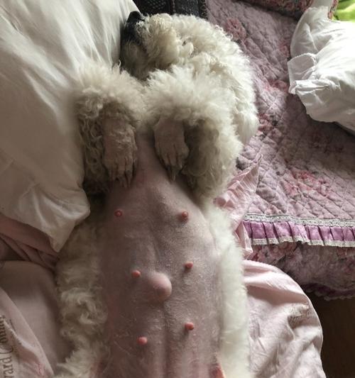 狗狗怀孕的症状及注意事项（了解狗狗怀孕的迹象和需要注意的事项）
