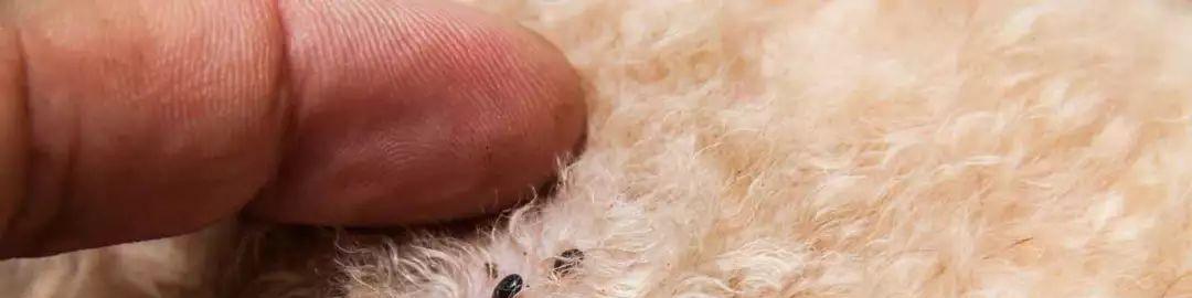 探索以猫跳蚤为主题的多彩世界（发现猫跳蚤的神奇魅力与多样色彩）