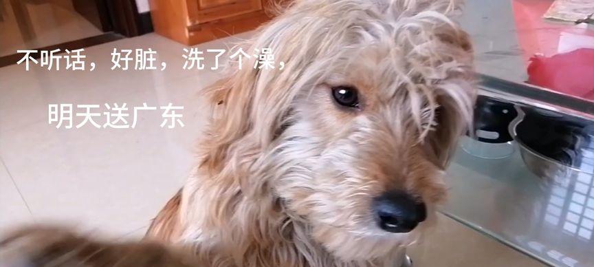 为什么我养的狗不听话？（探究狗狗不听话的原因及解决方法）