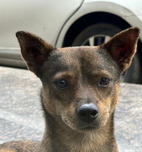 探究哪种犬类拥有较长的腿（狗狗腿长与品种的关系）