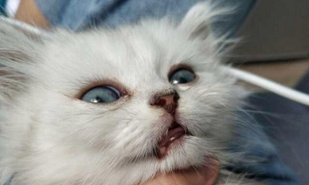 猫的溃烂流血之谜（探寻猫身体异常的原因与解决办法）