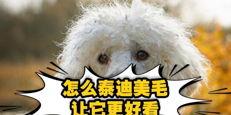 泰迪狗美毛长毛的关键饮食秘诀（了解泰迪狗的营养需求，让毛发更加健康亮丽）