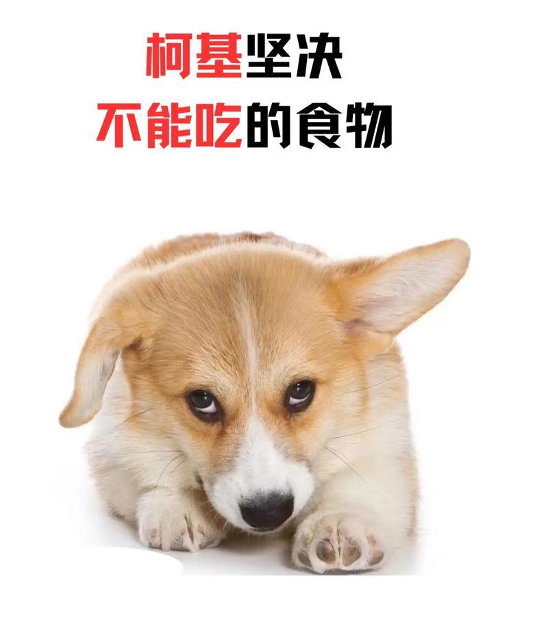 狗狗的日常饮食习惯（揭秘狗狗的饮食时间表及营养需求）