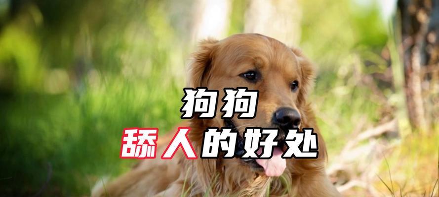 小狗舔人的副作用及预防方法（小狗舔人的影响及如何保持健康）