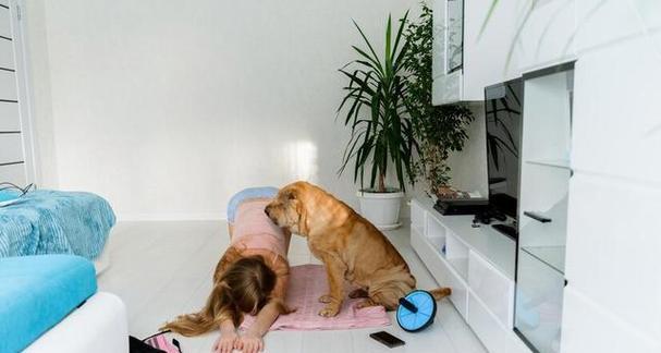 选择适合室内养的犬种，让你的家成为宠物的天堂（室内养犬，关爱和快乐的源泉）