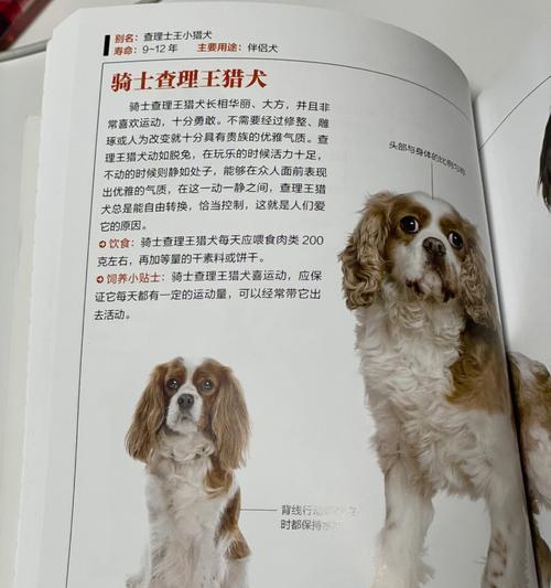 探秘查理王小猎犬的外貌与特点（了解查理王小猎犬的独特魅力）
