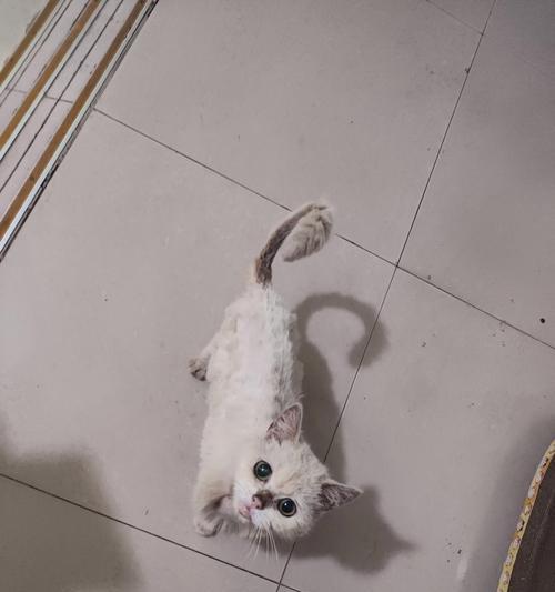 猫咪生病应该吃什么药？（猫咪生病治疗方法和注意事项）
