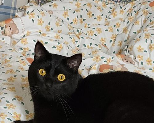 揭秘猫脸上的黑色东西（黑斑背后的真相及如何处理）