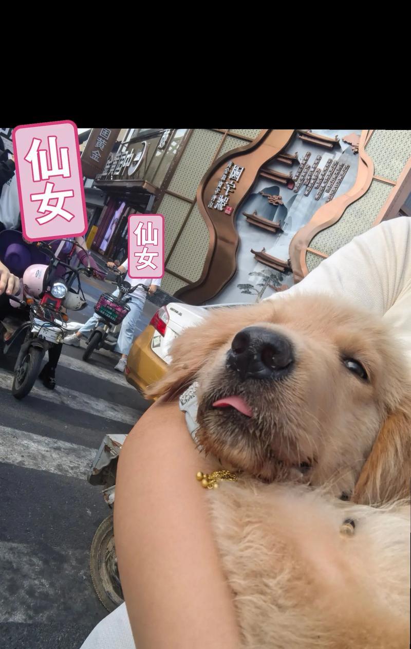 金毛犬的成长日记（探索金毛怀狗一个月的变化与喜悦）