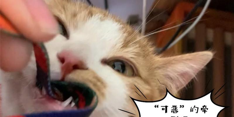 猫咪为什么会吃绳子？（探索猫咪咀嚼绳子的原因及解决方法）