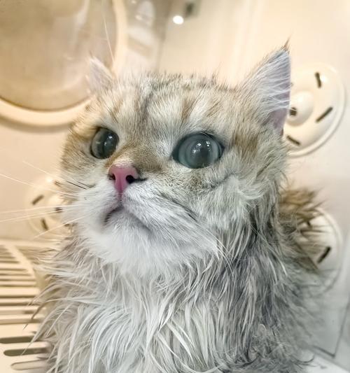 如何正确给猫洗澡（清洁宠物毛发的有效方法）