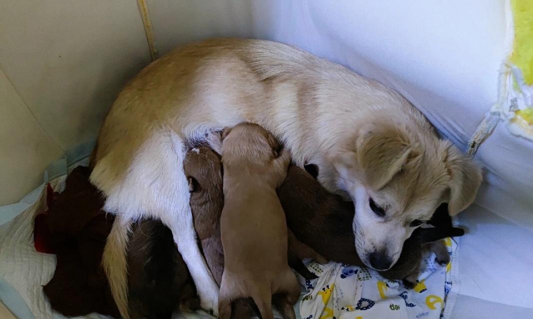狗狗接生的注意事项（为你的爱犬提供安全和舒适的分娩环境）
