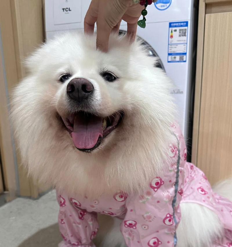 小型狗品种中易于健康的选择（选狗时关注疾病预防的关键因素）
