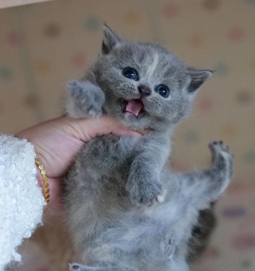 蓝猫的饮食需求与营养均衡（探索蓝猫饮食的奥秘与建议）